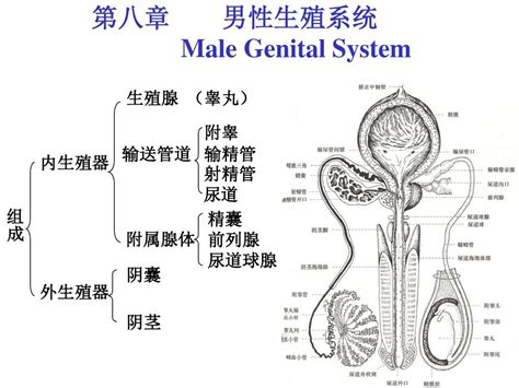 男生的生殖器|小知识:男性生殖系统概述